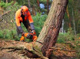 How Our Tree Care Process Works  in  Hayneville, AL